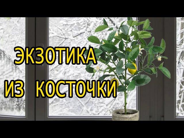 Экзотика из косточки на северном окне. Видео от подписчика Влада