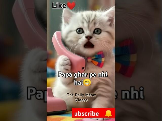 Hello kon papa ghar pe nhi hai #cat #kittenrescue #kittenrevenge #animalrescue #shorts #usacats