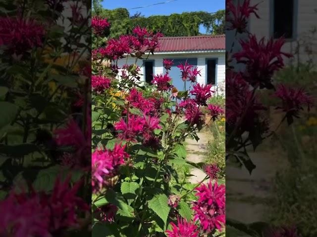 Chihuahua Cedric Rates Flowers In His Garden  ️