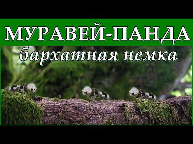 МУРАВЕЙ-ПАНДА - Бархатная немка