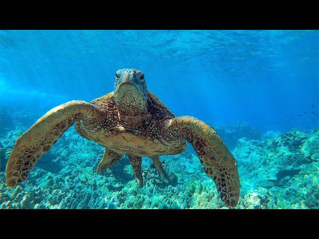 8 Hours - Relaxing Music with Sea Turtles in Hawaii | Great Escapes