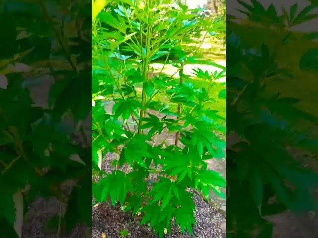 ETHOS Master Kush #420 #growing