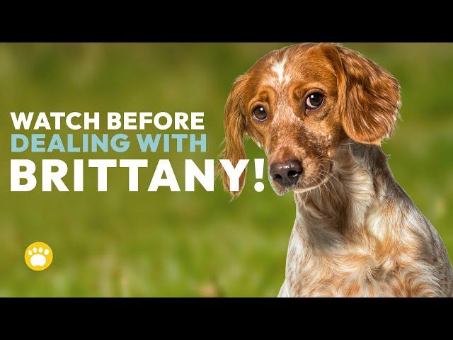 Watch Before Dealing with the Brittany Dog Breed