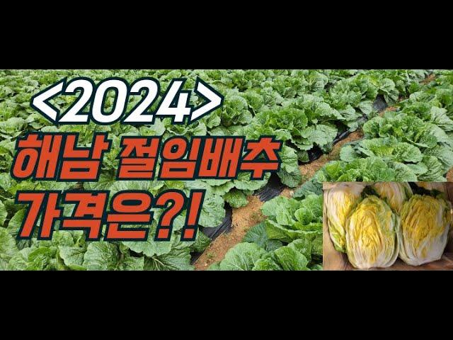 2024 해남절임배추 예약판매! 010-3411-3725