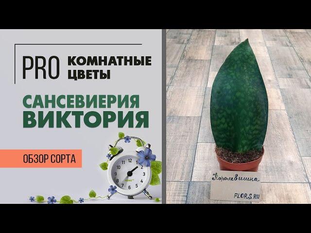 Сансевиерия Виктория - популярный сорт | Щучий хвост или тещин язык в новом формате