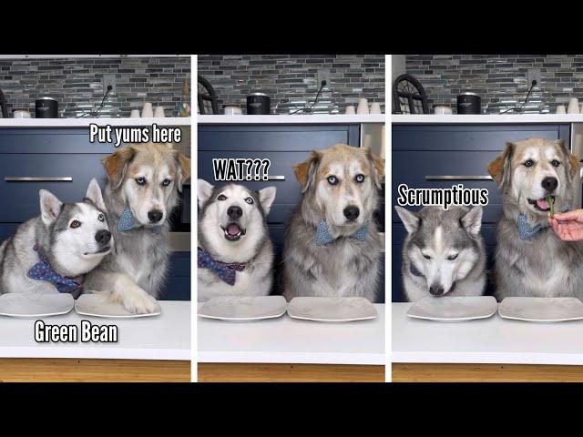 Dogs Try Different Foods