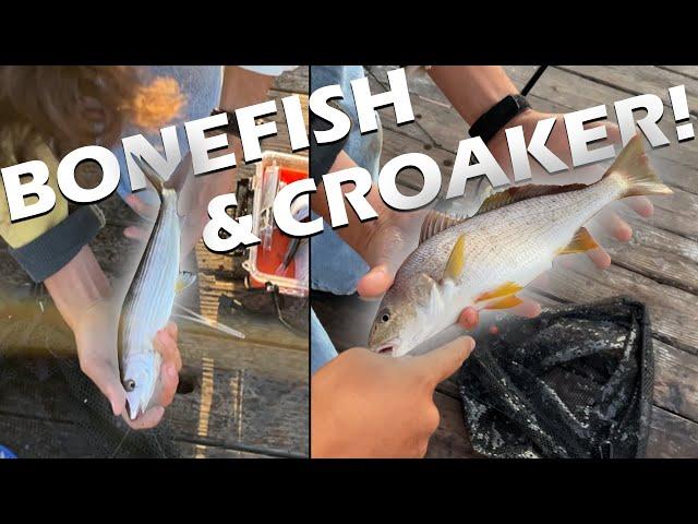 Bonefish?! Shore Fishing Southern California for Bonefish Part 2