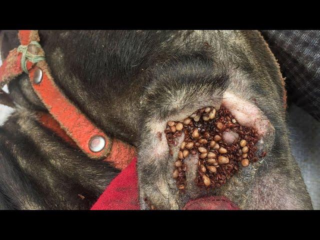 Removing All Ticks From Dog - Dog Ticks Removing Clip - Ticks Removal Videos EP 29