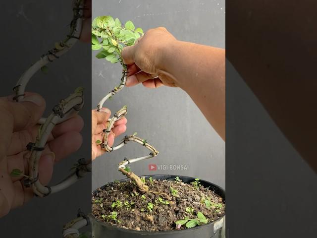 Changing the Shape of Bonsai