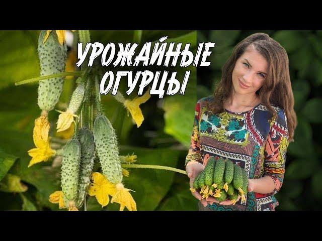 ВКУСНЕЙШИЕ ОГУРЦЫ для теплицы и открытого грунта, засолки, маринада и салата. Семинар СЕМКО. Часть 4