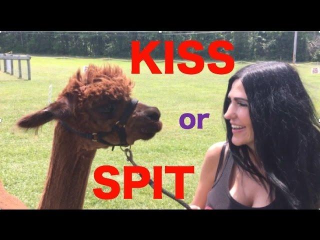 Do Alpacas Like to Kiss or Spit?