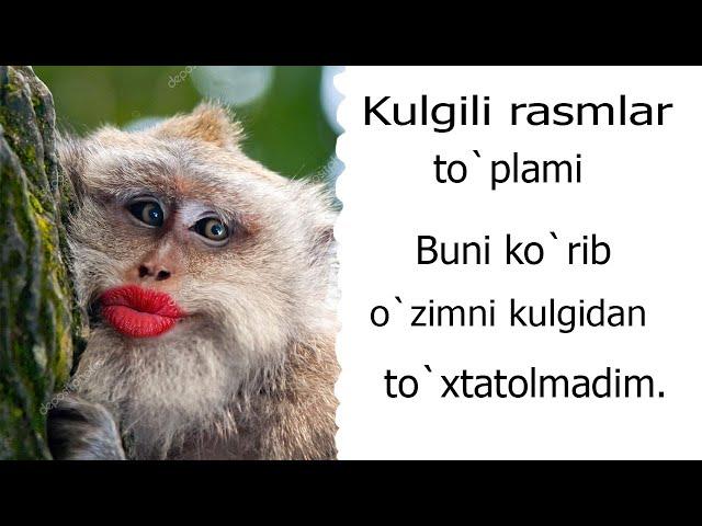 Kulgili rasmlar to`plami. Bu rasmlarni ko`rib ancha vaqtgacha o`zimni to`xtatolmadim.