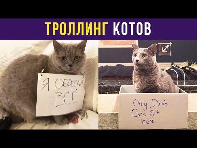 Приколы с котами. Троллинг котов | Мемозг #45