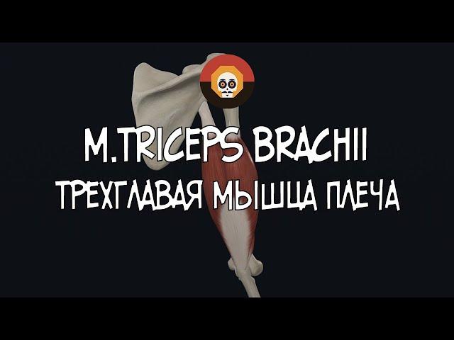 Трехглавая мыщца плеча (m. triceps brachii) 3D Анатомия