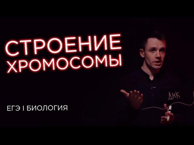 Строение хромосомы | ЕГЭ Биология | Даниил Дарвин