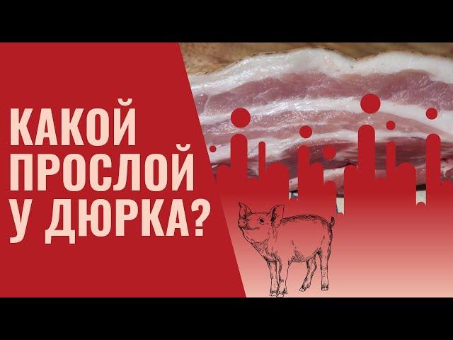 Какое сало и прослой у дюрка? Поросенку 6,5 месяцев.