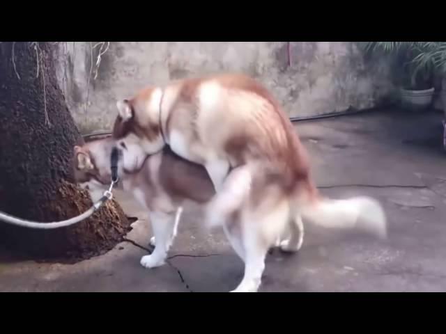 ВЯЗКА СОБАК В УКРАИНЕ.Dogs mating in Ukraine. Perros de apareamiento en Ucrania.Odessa.