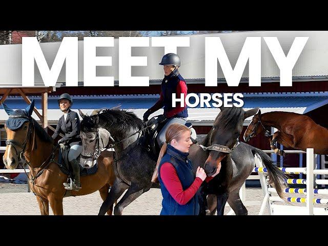 Meet my 6 horses!