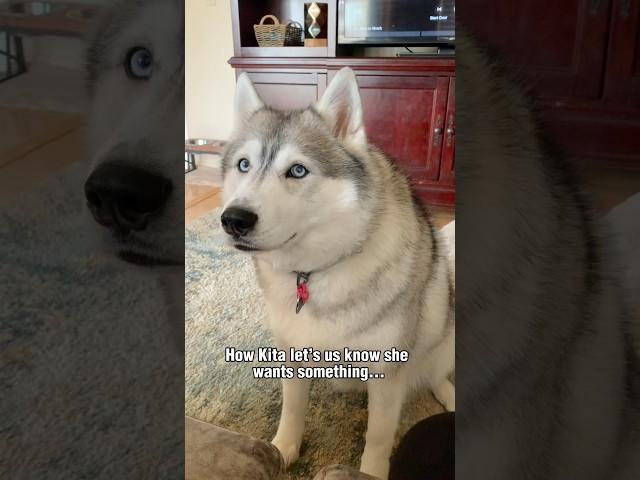 My 9 year old husky VS my 1 and 2 year old husky  #shorts #funnydog #shortsvideo #husky #comedy