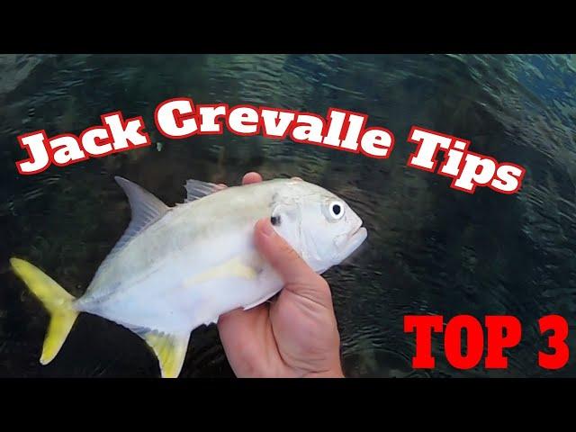 Jack Crevalle Fishing: How To Catch Jack Fish From The Surf: Surf & Jetty Fishing For Jack Crevalle