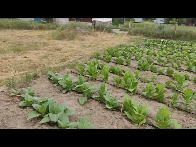 Шпалеры. Бюджетный вариант. Какой именно выбрать