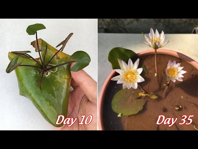 How to grow mini water lilies from leaves | how to propagate mini water lilies from leaves