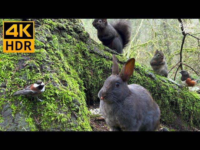 Cat TV for Cats to Watch Easter Bunny, Birds and Squirrels In the Spring  8 Hours(4K HDR)