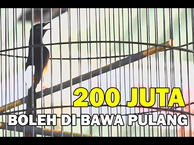 200 JUTA BOLEH BAWA PULANG  JUARA 1 KOPDAR SGS GRESIK.