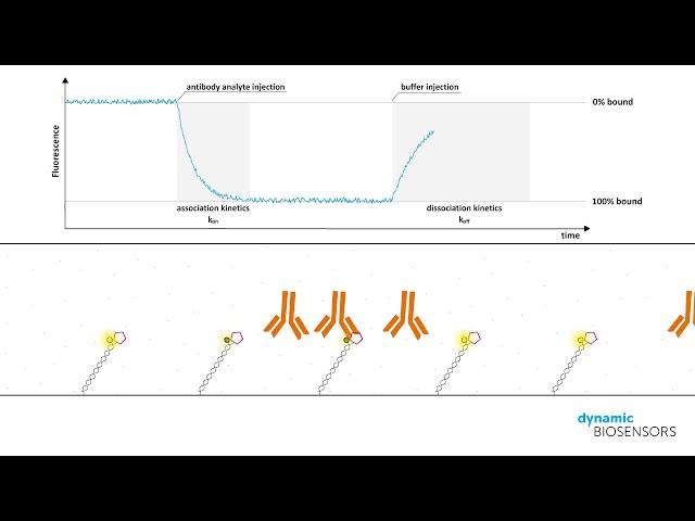 switchSENSE® Antibody Sensing