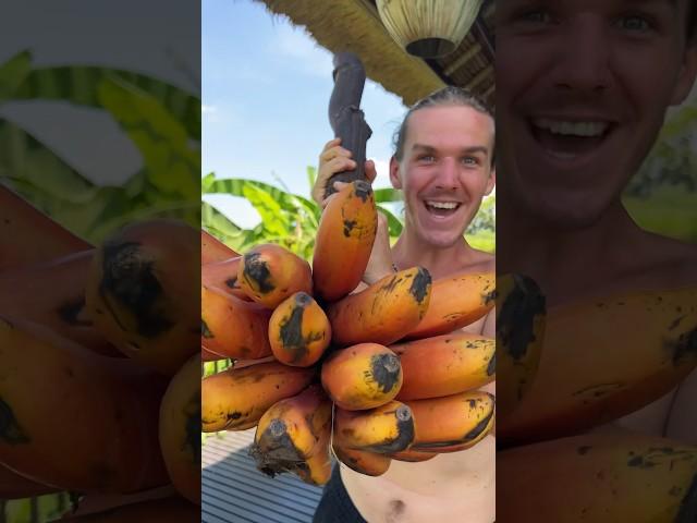The Most Beautiful Banana In The World