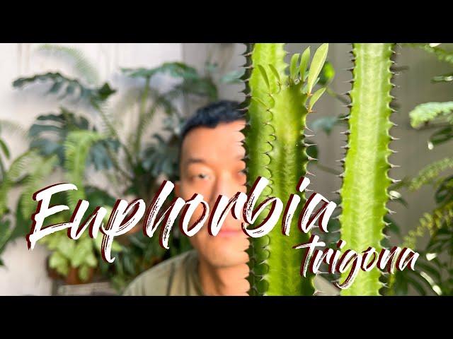 Euphorbia Trigona (African milk tree) Care Tips and Propagation - WITH UPDATES!