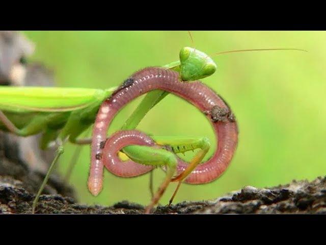 Unbelievable Mantis knock down Long Worm | Welcome To Mantis Island