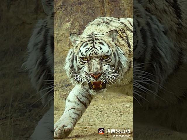 Tiger vs Lions