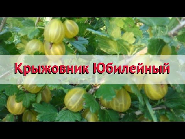 Крыжовник обыкновенный Юбилейный  Обзор: посадка и уход. саженцы крыжовника: описание и особенности