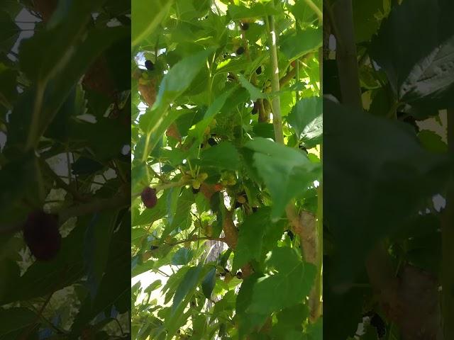 DWARF EVERBEARING MULBERRY