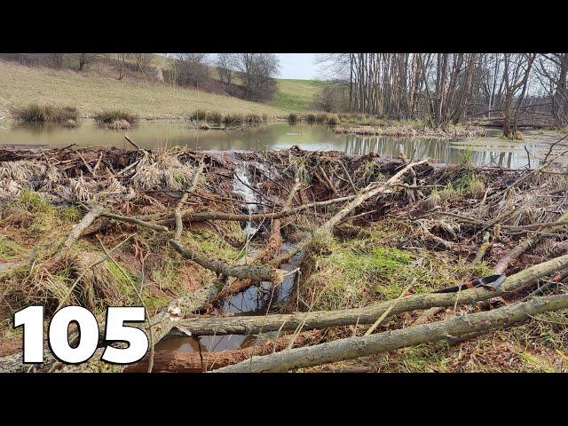 Manual Beaver Dam Removal No.105 - Judge For Yourself Whether This Dam Held A Large Amount Of Water