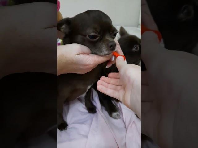 Что это у собаки? Язык??