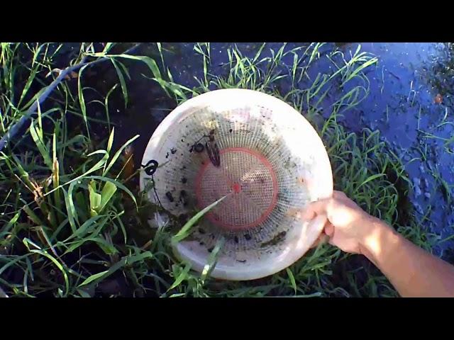 Catch wild betta fish imbellis