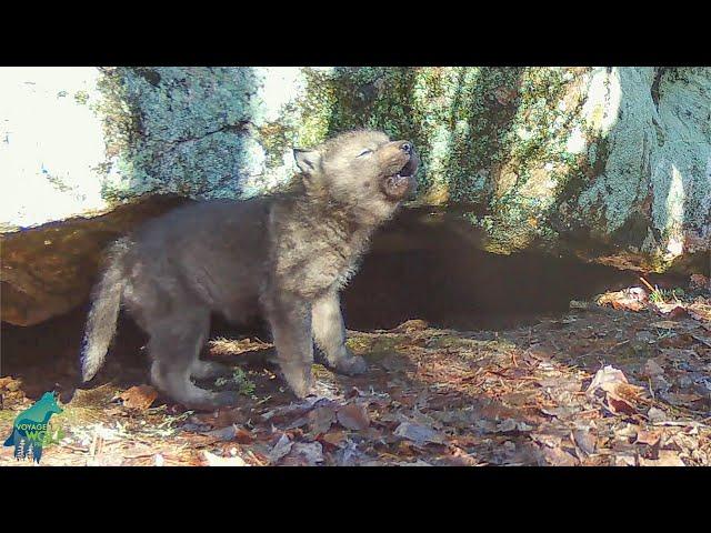 Wolf pup's first attempts at howling