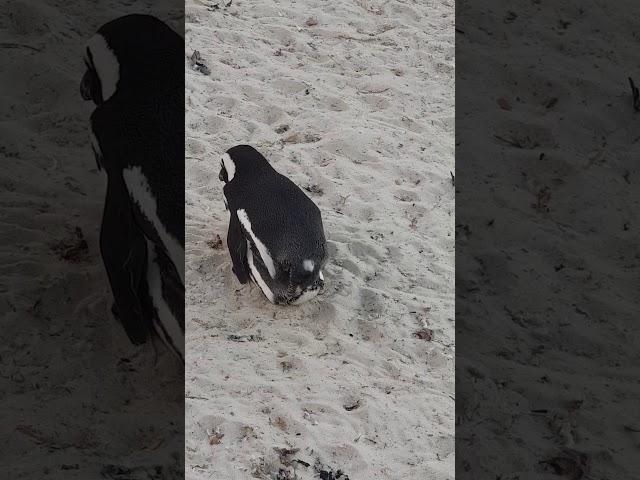 Mating penguins