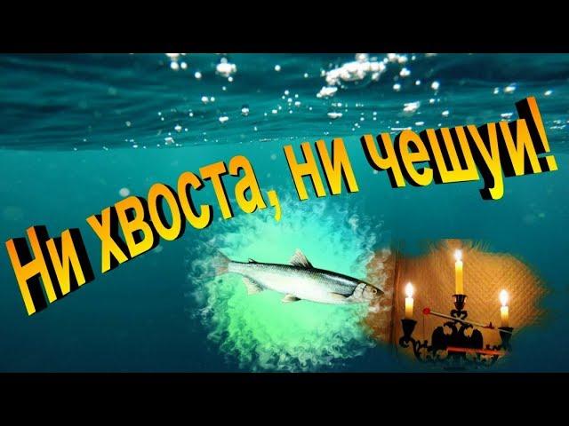 Ни хвоста, ни чешуи! Ловля рипуса на Тургояке.