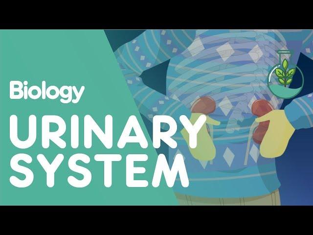 The Urinary System - An Introduction | Physiology | Biology | FuseSchool