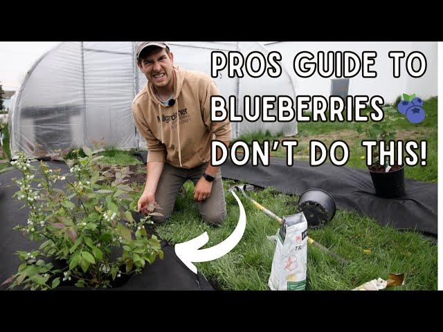 How to Grow BLUEBERRIES Like a PRO! Tips to Grow The Best Berries ANYWHERE