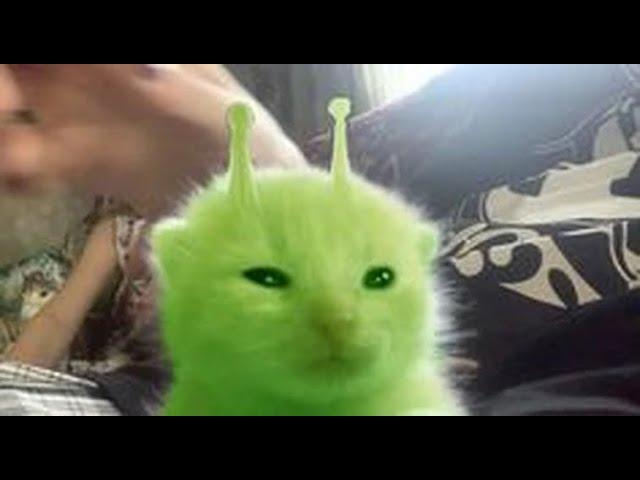 Epic Cat Video