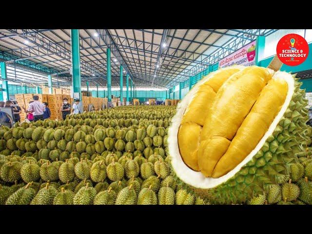 Amazing Durian Harvesting and Manufacturing process, How to Export Durian? Durian factory processing