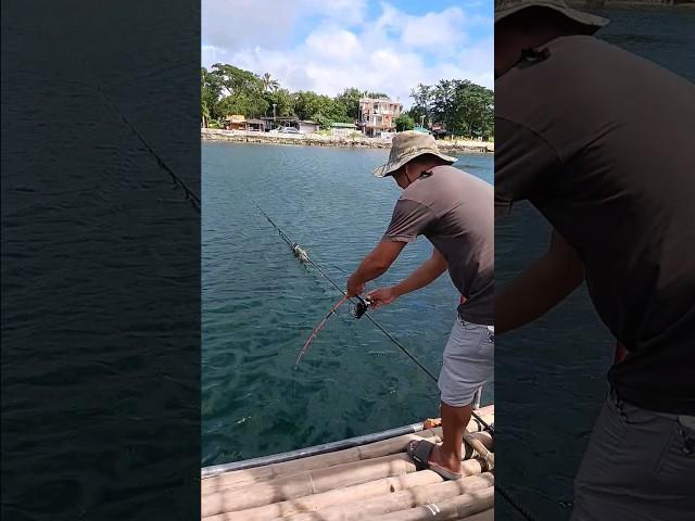 Catching Kanduli fish #shorts #shortvideo #fishing #fishhunting #fyp