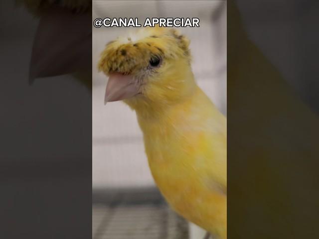 Belgian Canary Chick with Tuft