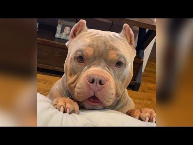 Funniest American Bully Videos | Cutest Bullies Ever