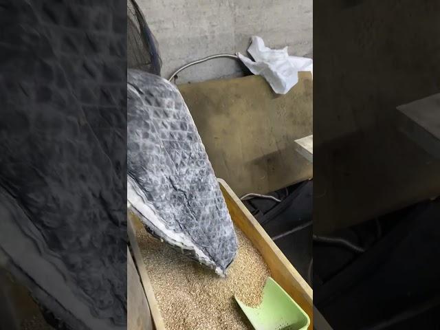 Помол солода для пива