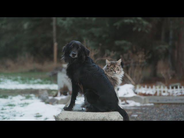 Wild Rose Vets Season 1 WEBISODE Cats vs Dogs